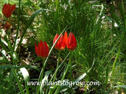 Flax-Leaved Tulip (Tulipa linifolia
The flowers are still tight at this time.  They were growing in a meadow (mid May)